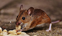 24 Hour & Emergency Exterminators in Warner Robins, GA